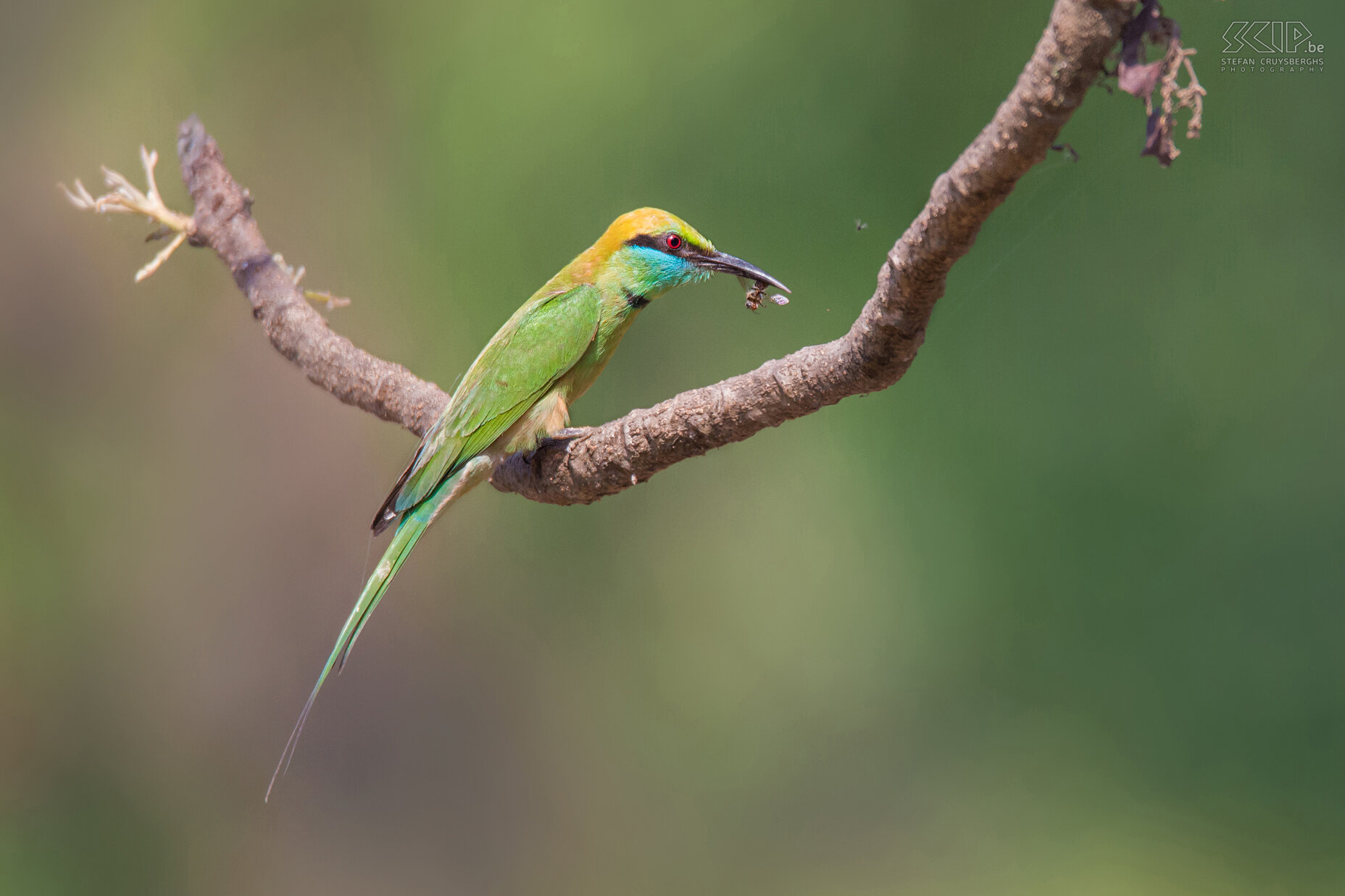 Varca - Kleine groene bijeneter Ook kleine groene bijeters (Green bee-eater, Merops orientalis) waren heel actief vlakbij het strand. Stefan Cruysberghs